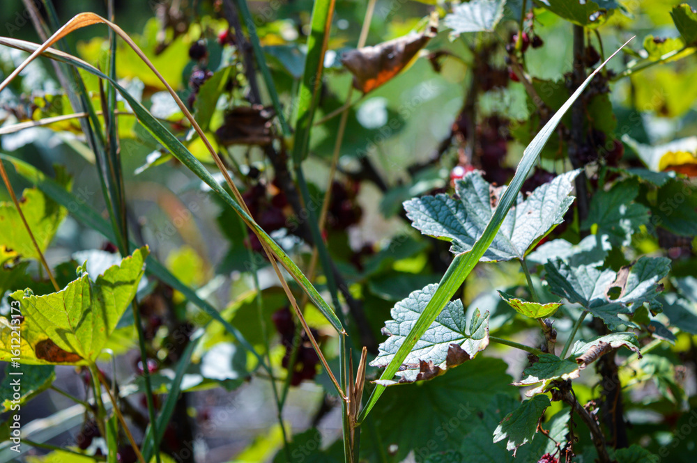 Obraz premium close-up of blackcurrant bush with dried and shriveled berries, showing signs of drought or disease. concept of crop failure, climate change, or plant pathology.