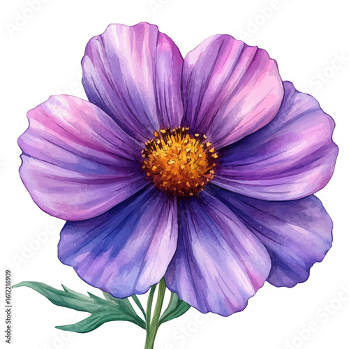 watercolor of Cosmos Flower, vector, isolated on a white background.