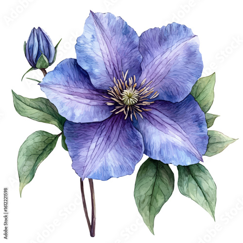 watercolor of Clematis Flower, vector, isolated on a white background.