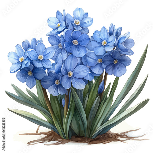 Chionodoxa Flower, watercolor painting vector, isolated on a white background.