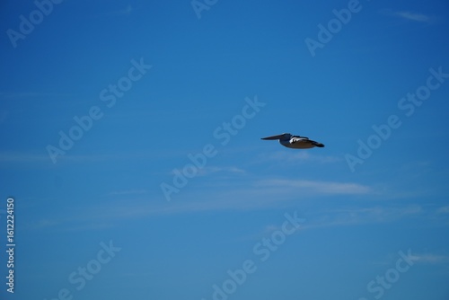 In flight pelican at Lake Argyle in Western Australia