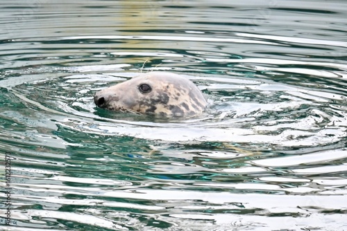 seal in water