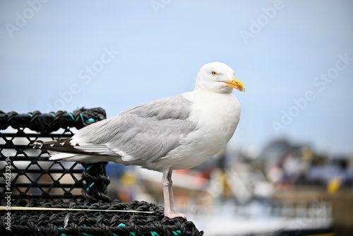 seagull on the pier
