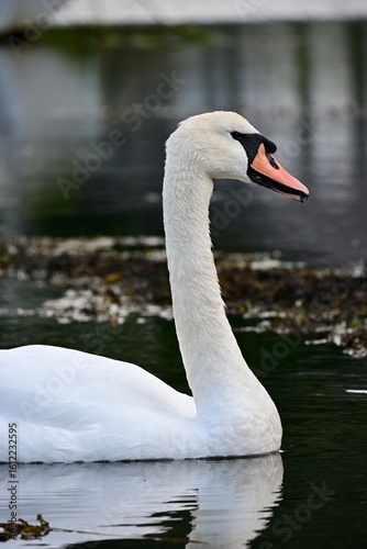 swan on the lake