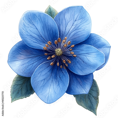 watercolor of Bluestar Flower, vector, isolated on a white background.