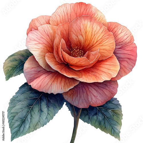 Begonia Flower, watercolor illustration vector, isolated on a white background.