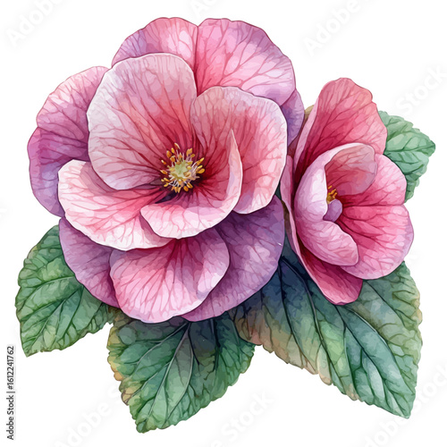 Begonia Flower, watercolor painting vector, isolated on a white background.