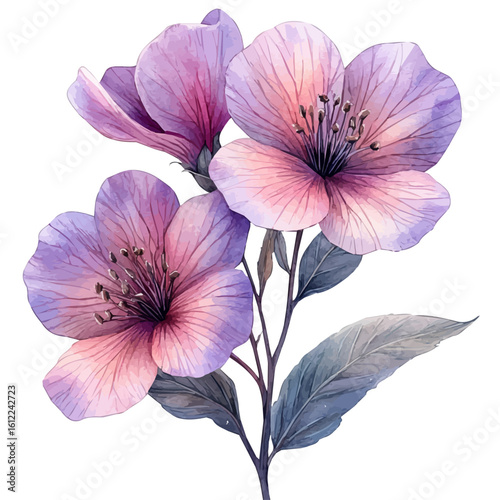 watercolor of Beggarticks Flower, vector, isolated on a white background.