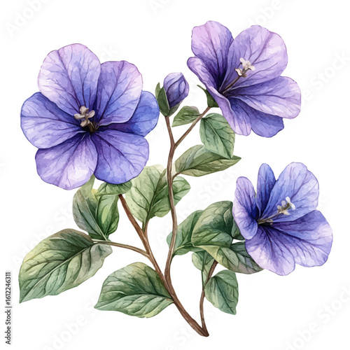 watercolor vector of Bacopa Flower, isolated on a white background.