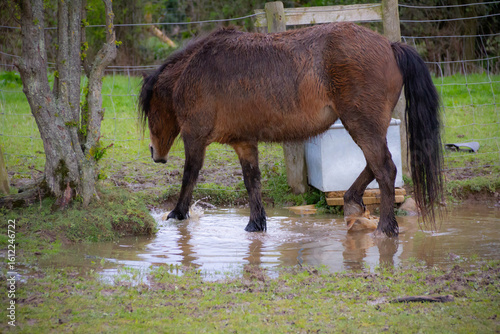 Fotografie Water water everywhere and not a drop to drink, flooded animal water trough means horse has to paddle in muddy water to get a drink of clean water on a wet winters day