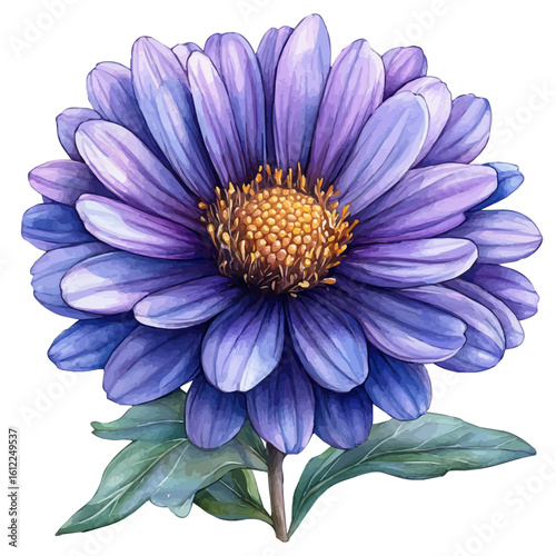 watercolor vector of Aster Flower, isolated on a white background.