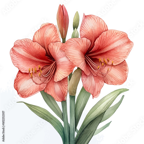 watercolor vector of Amaryllis Flower, isolated on a white background.