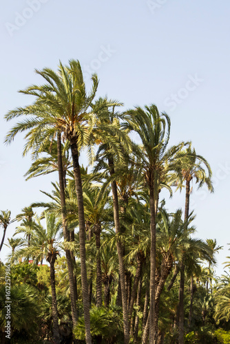 Wallpaper Mural Tropical palm trees towering under a clear blue sky, creating a serene atmosphere in a lush environment. Ideal for travel, nature, or summer-themed projects. Torontodigital.ca