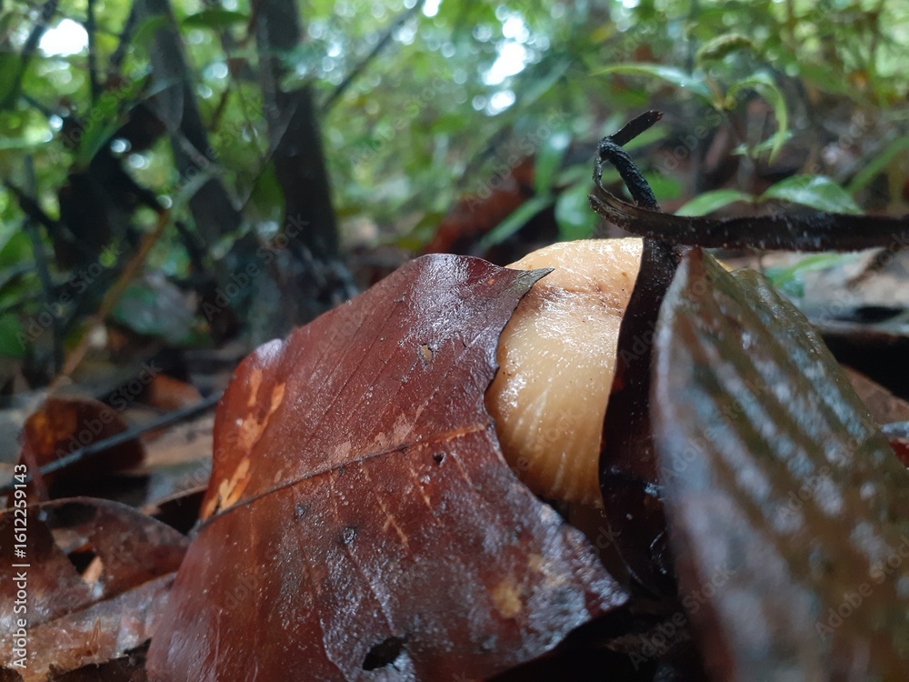 Naklejka premium Poisonous mushrooms in the rainforest