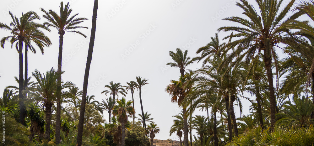 Obraz premium Lush palm tree landscape viewed against a clear sky. Tropical plants create a serene atmosphere ideal for relaxation. Captured in a sunlit setting.