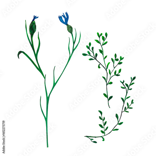 Illustration cornflower, blue flower buds watercolor