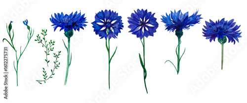 Set of watercolor blue cornflower (Centaurea cyanus) flowers and buds