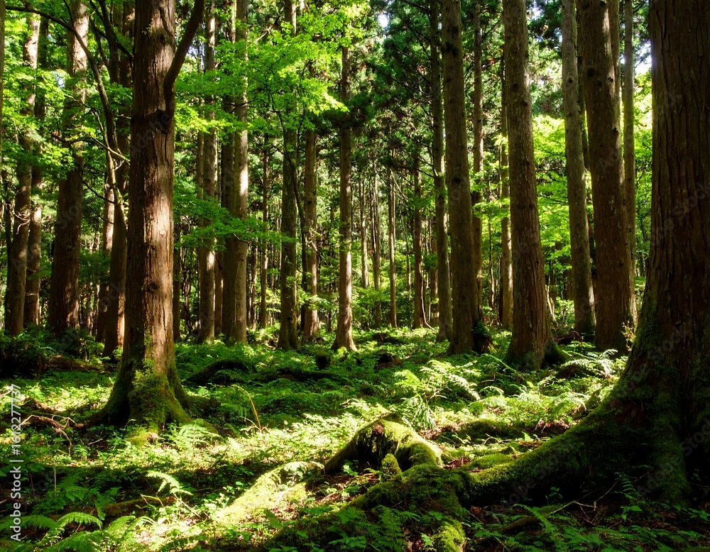 Naklejka premium Lush forest floor bathed in sunlight