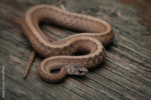 Dekay's Brown snake macro portrait 
