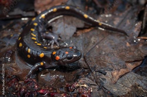 Spotted salamander field guide macro portrait 
