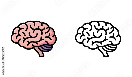 Human Brain Anatomy Illustration in Color and Black and White Outlines