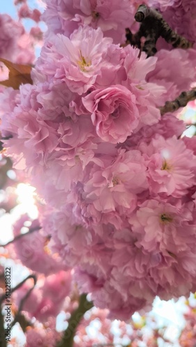 pink flower