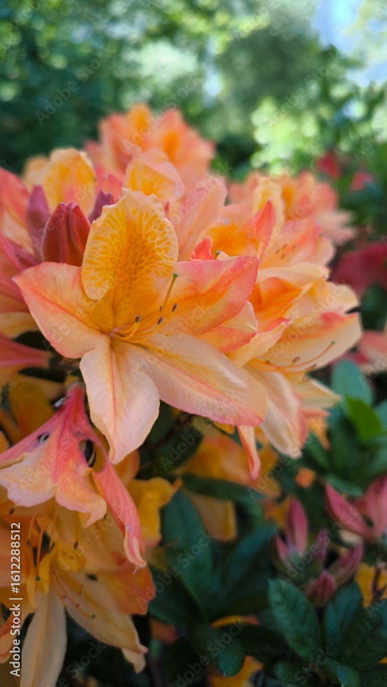 Fototapeta premium yellow lilly