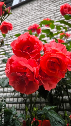 rose