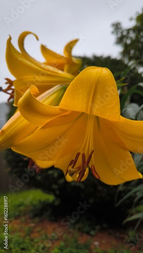 yellow flower