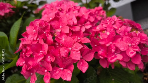 pink flower in garden