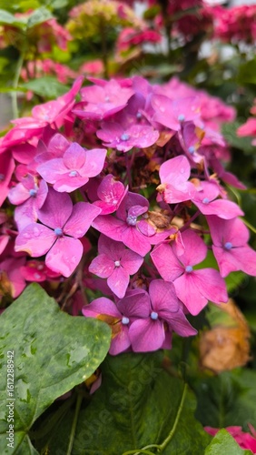 pink hydrangea