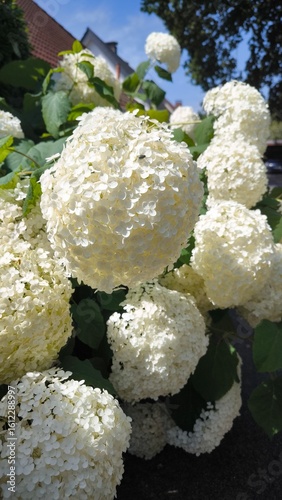 white hydrangea paniculata