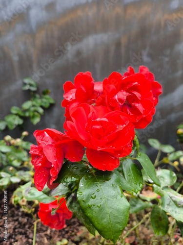 red rose