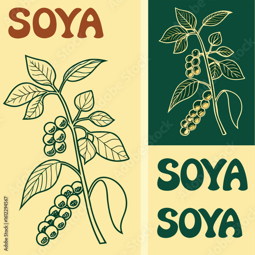 Soya bean plant illustration with text on cream and green backgrounds soybean graphic vector