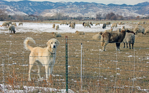 Photography Sheep dog guarding his flock at a Colorado ranch