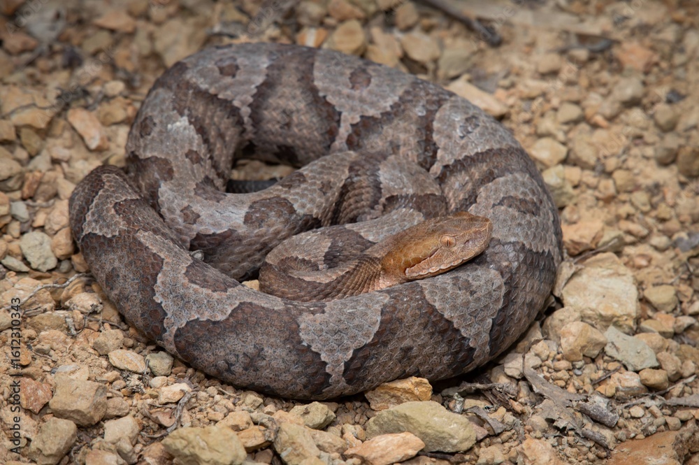 Fototapeta premium Eastern Copperhead field guide macro portrait