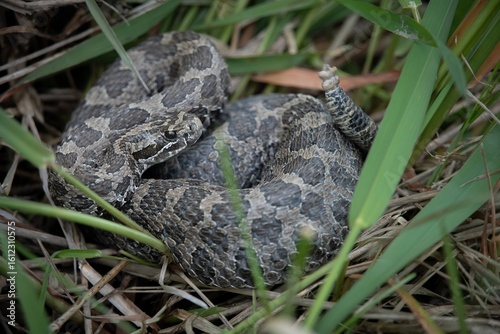 Eastern Massasauga Rattlesnake basking in grass 