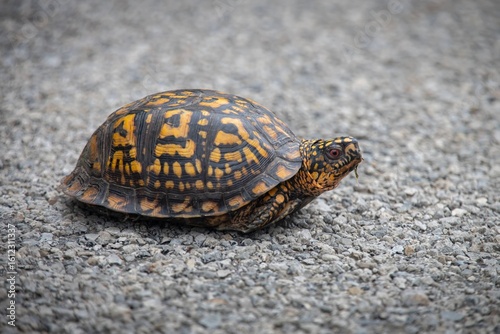 Eastern Box turtle portrait on road 