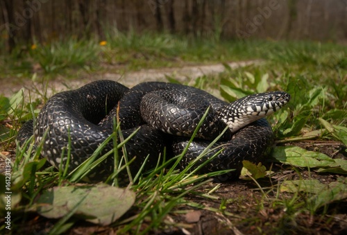 Black King snake wide angle portrait 