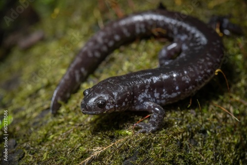 Smallmouth Salamander field guide macro portrait 