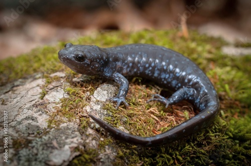 Jefferson Unisexual Ambystoma salamander field guide macro portrait 