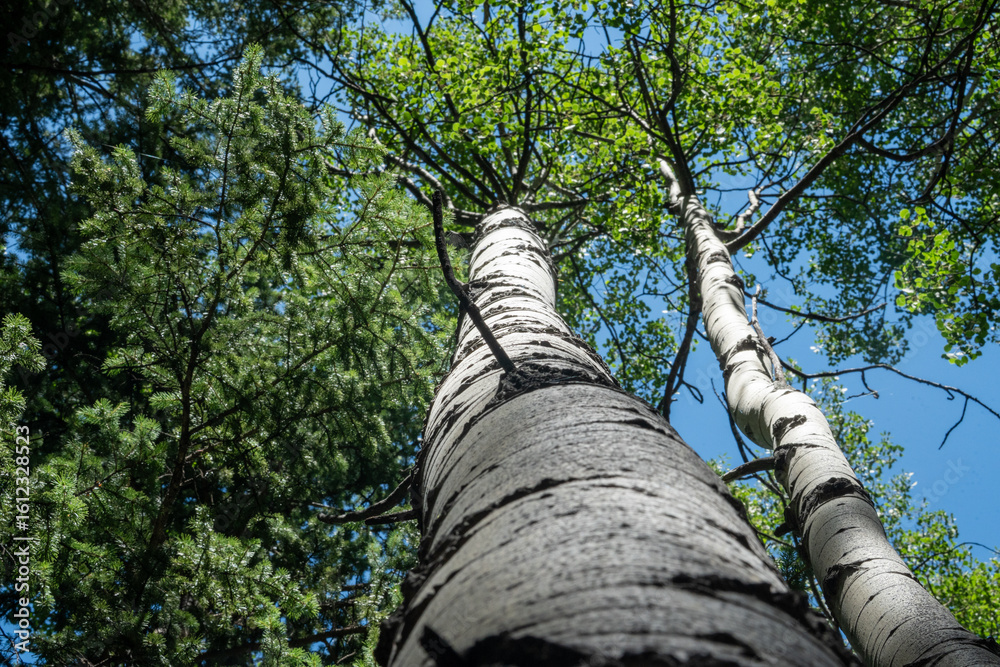 Fototapeta premium Tall birch trunks and aspen with green leaves against a clear blue sky, captured from below, highlighting bark texture, forest canopy, and sunlit foliage.