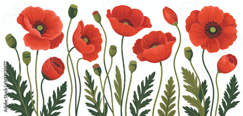 Vibrant red poppies in full bloom with green stems and leaves