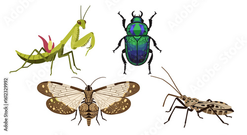 Illustration showing a praying mantis, a beetle, a dobsonfly, and a leaf footed bug on a white background