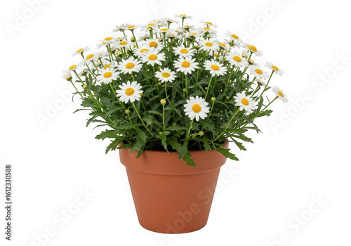 White daisy plant isolated on transparent background