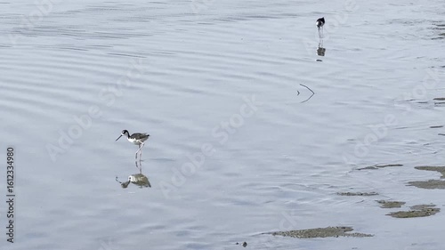 Black-necked stilts hunt for food at low tide in a slough