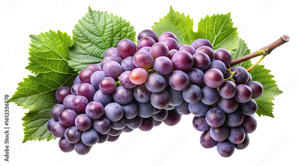 Obraz premium A large bunch of ripe plump deep red grapes with a fresh green leaf isolated on transparent background
