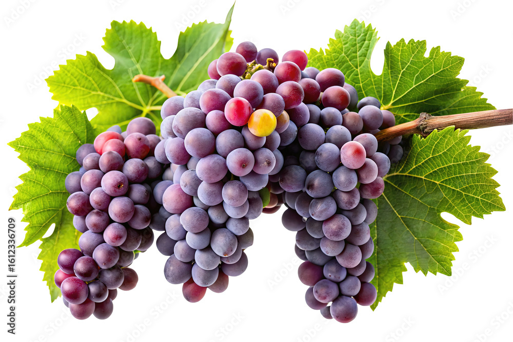 Fototapeta premium A cluster of ripe purple grapes with green leaves hanging from a branch isolated on transparent background