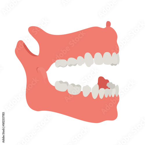 Vector illustration of jawbone with teeth on white background, anatomy and medical concept