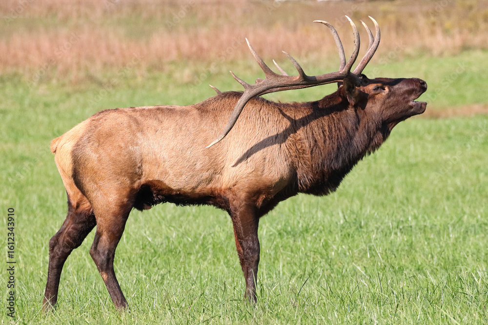 Fototapeta premium Bull elk bugling in the mountains during the fall rutting season. 